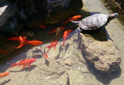 K. SUURAC: Ureen Vatrogasni dom i okoli za 10. Kup Sv. Florijana